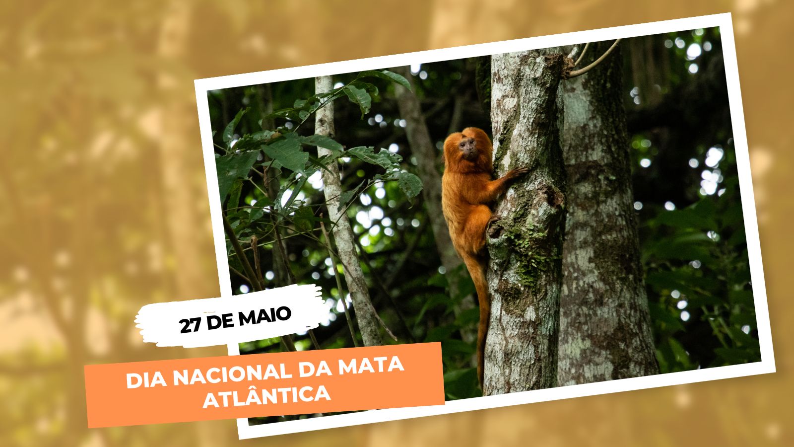 27 de maio – Dia Nacional da Mata Atlântica