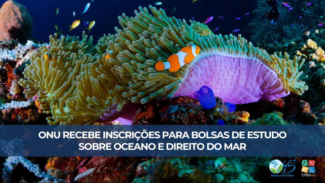 ONU inscreve para bolsas de estudo sobre Oceano e Direito do Mar